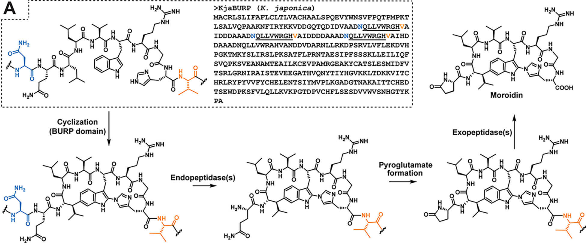 Biosynthetic proposal of moroidin